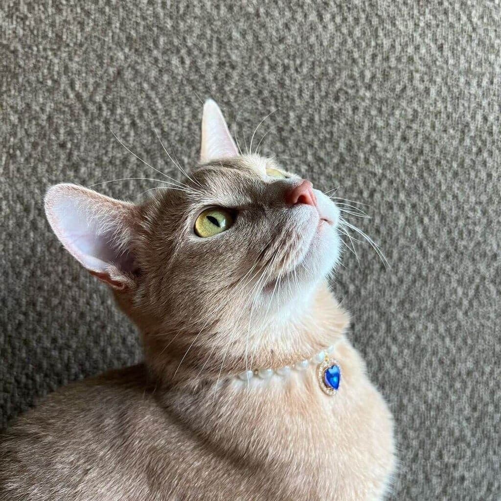 Pearls Collar - S 2