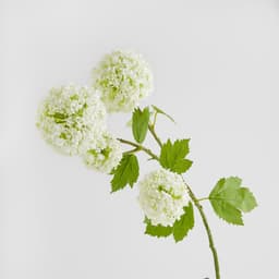 Home & You Flower — photo 2