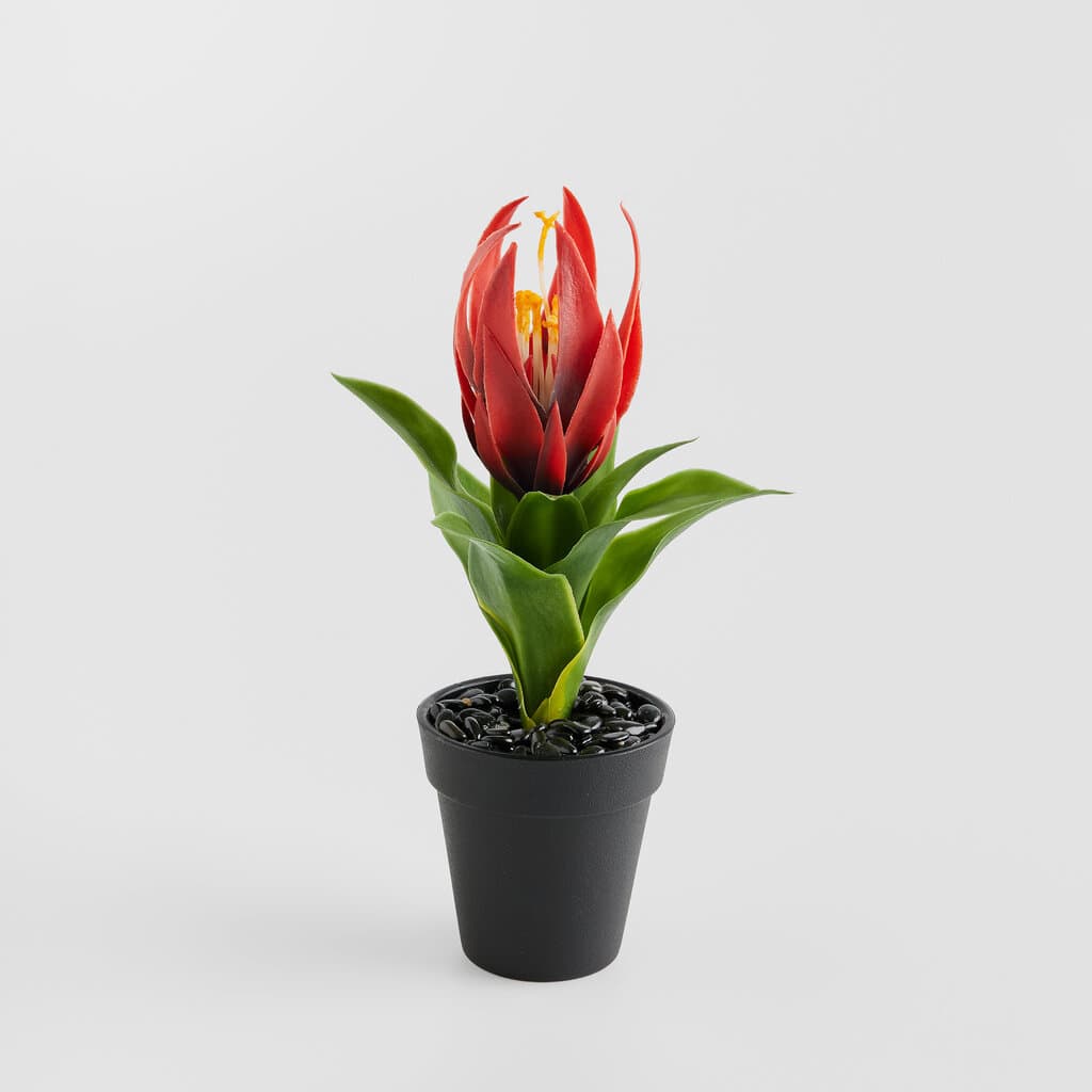Home & You Flower