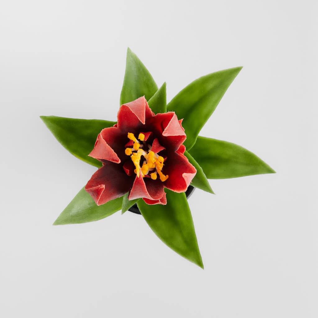 Home & You Flower — photo 2