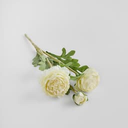 Creamy White